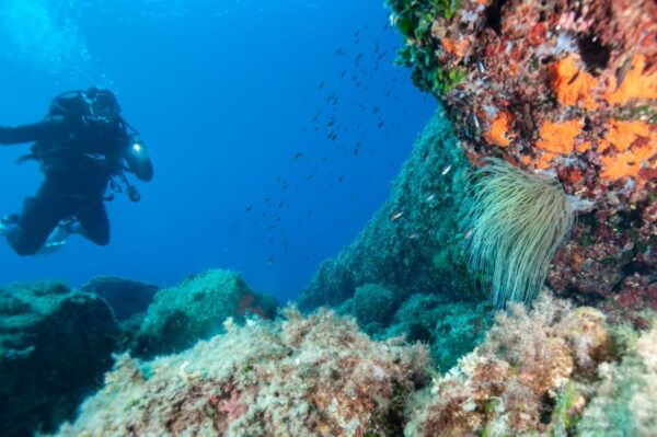 MARINA DI CAMPO: DIVING ON THE ISLAND OF ELBA AND PIANOSA - Important Information and Directions