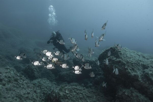 MARINA DI CAMPO: DIVING ON THE ISLAND OF ELBA AND PIANOSA - Frequently Asked Questions