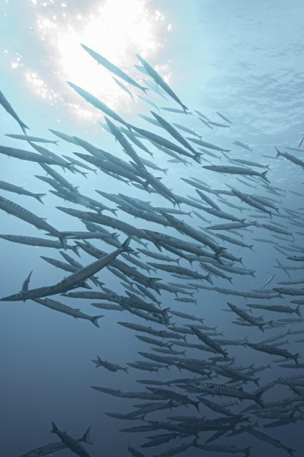 MARINA DI CAMPO: DIVING ON THE ISLAND OF ELBA AND PIANOSA - Meeting Point