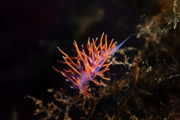 MARINA DI CAMPO: DIVING ON THE ISLAND OF ELBA AND PIANOSA - Location Details