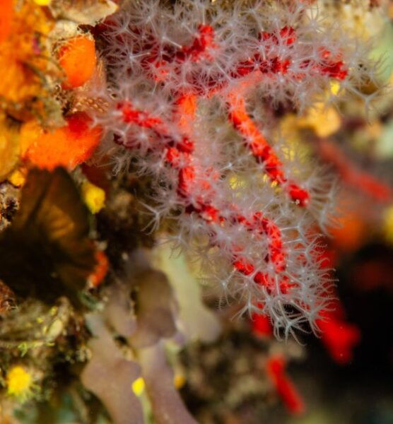 MARINA DI CAMPO: DIVING ON THE ISLAND OF ELBA AND PIANOSA - Frequently Asked Questions