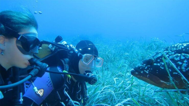 MARINA DI CAMPO: DIVING ON THE ISLAND OF ELBA AND PIANOSA - Dive Locations and Highlights