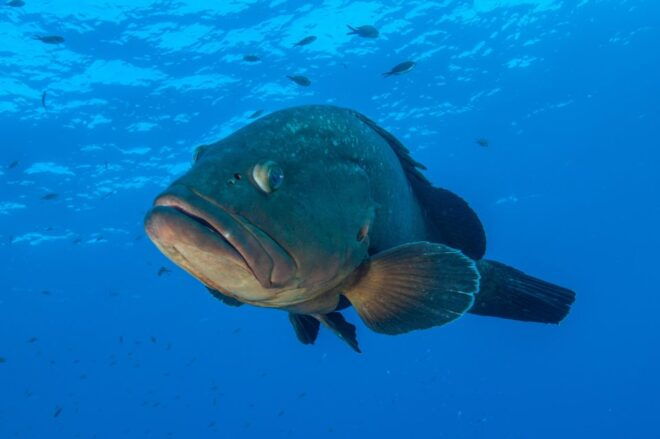 MARINA DI CAMPO: DIVING ON THE ISLAND OF ELBA AND PIANOSA - Instructor and Safety Information