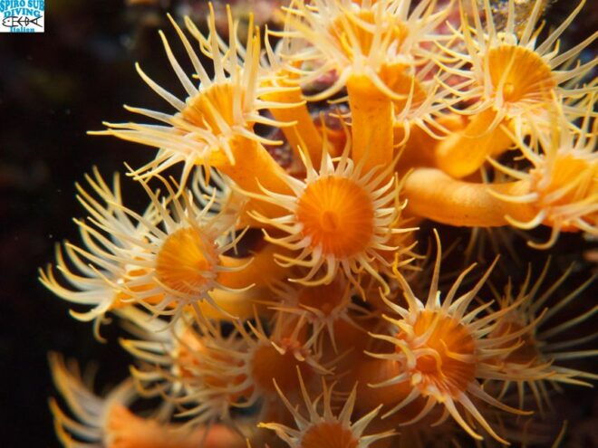 MARINA DI CAMPO: DIVING ON THE ISLAND OF ELBA AND PIANOSA - Starting Point and Boat Trip