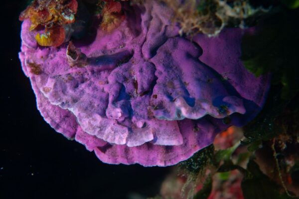 MARINA DI CAMPO: DIVING ON THE ISLAND OF ELBA AND PIANOSA - Restrictions and Important Notes