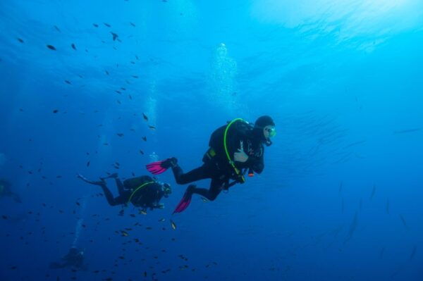 MARINA DI CAMPO: DIVING ON THE ISLAND OF ELBA AND PIANOSA - Frequently Asked Questions