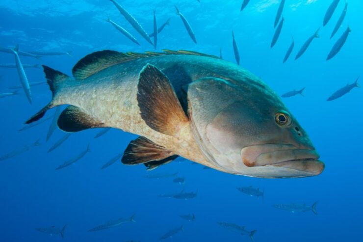 MARINA DI CAMPO: DIVING ON THE ISLAND OF ELBA AND PIANOSA - Activity Details