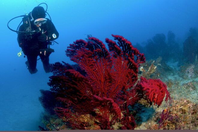 MARINA DI CAMPO: DIVING ON THE ISLAND OF ELBA AND PIANOSA - Inclusions