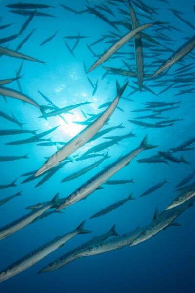 MARINA DI CAMPO: DIVING ON THE ISLAND OF ELBA AND PIANOSA - Directions