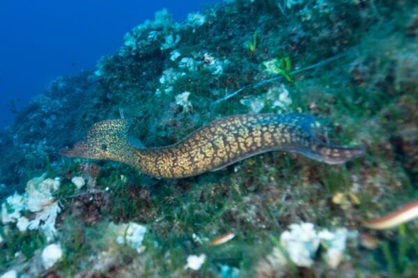 MARINA DI CAMPO: DIVING ON THE ISLAND OF ELBA AND PIANOSA - Frequently Asked Questions