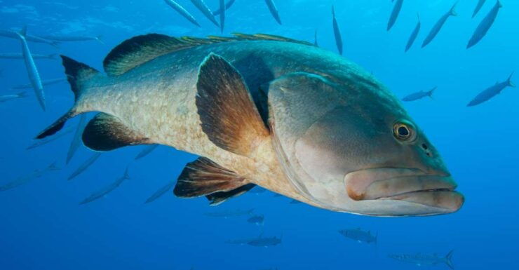 MARINA DI CAMPO: DIVING ON THE ISLAND OF ELBA AND PIANOSA - Good To Know