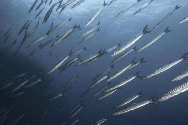 MARINA DI CAMPO: DIVING ON THE ISLAND OF ELBA AND PIANOSA - Cancellation Policy and Meeting Point