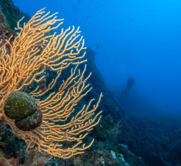 MARINA DI CAMPO: DIVING ON THE ISLAND OF ELBA AND PIANOSA - Itinerary and Diving Schedule
