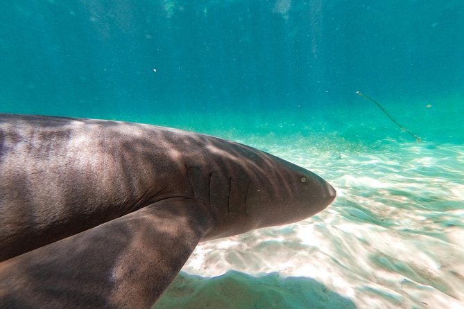 Marinarium Snorkeling Cruise From Punta Cana - Reviews