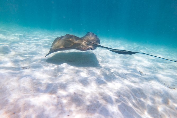 Marinarium Snorkeling Cruise From Punta Cana - Common Questions