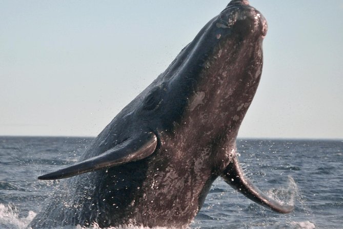 Marine Big 5 Safari Full Day Trip From Cape Town - Expert Guides and Safety Measures