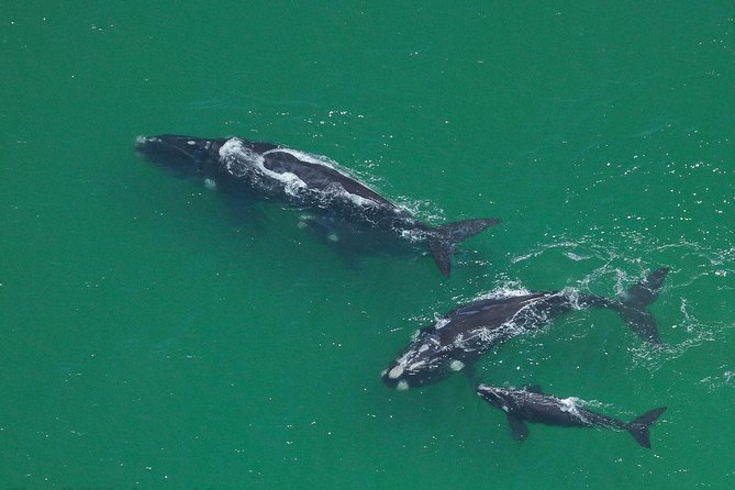 Marine Big 5 Safari Full Day Trip From Cape Town - The Sum Up