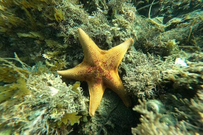 Marine Bio 101 Snorkel in San Diegos Mission Bay - Inclusions