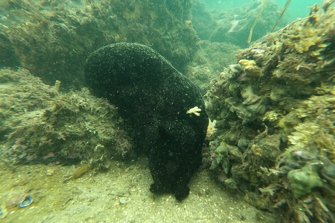 Marine Bio 101 Snorkel in San Diegos Mission Bay - Snorkeling Equipment Provided