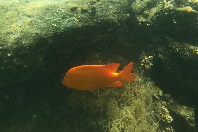 Marine Bio 101 Snorkel in San Diegos Mission Bay - Common Questions