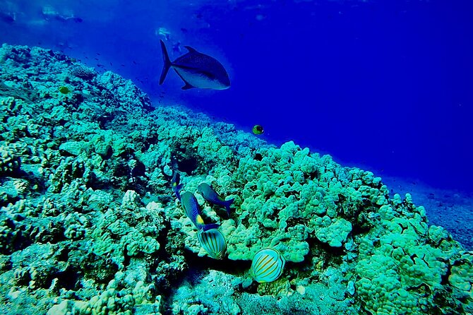 Marine Biologist Guided Snorkel Tour From Shore With Photos - The Sum Up