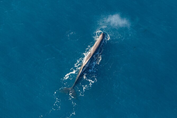 Marine Biologist Helicopter Tour: Whales and Cray Tails - Whale Watching Experience