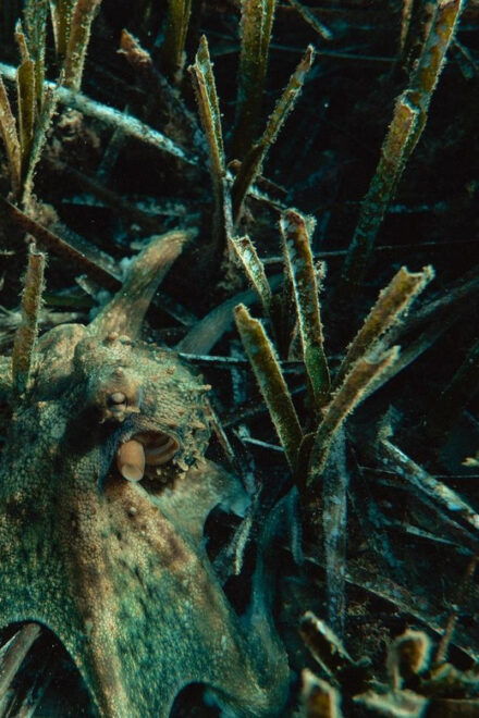 Marine Biology & Snorkelling Experience in the Cinque Terre - Meeting Point and Accessibility