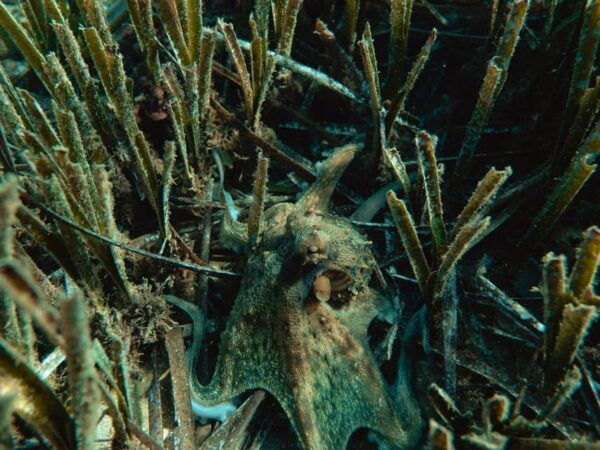 Marine Biology & Snorkelling Experience in the Cinque Terre - Preparing for the Adventure