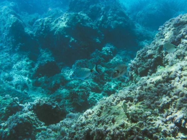 Marine Biology & Snorkelling Experience in the Cinque Terre - Participant Experiences and Feedback