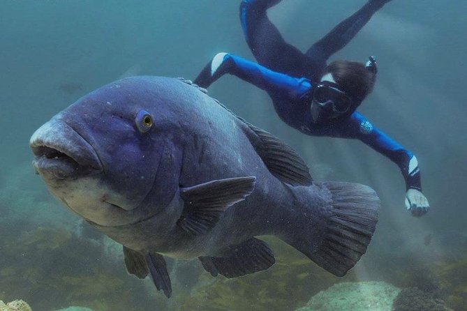 Marine Discovery Snorkeling - Port Stephens - Additional Information