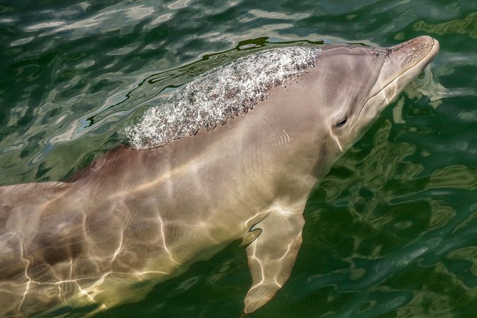 Marine Discovery Snorkeling - Port Stephens - Cancellation Policy