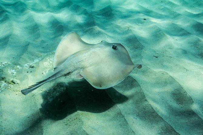 Marine Discovery Snorkeling - Port Stephens - Reviews