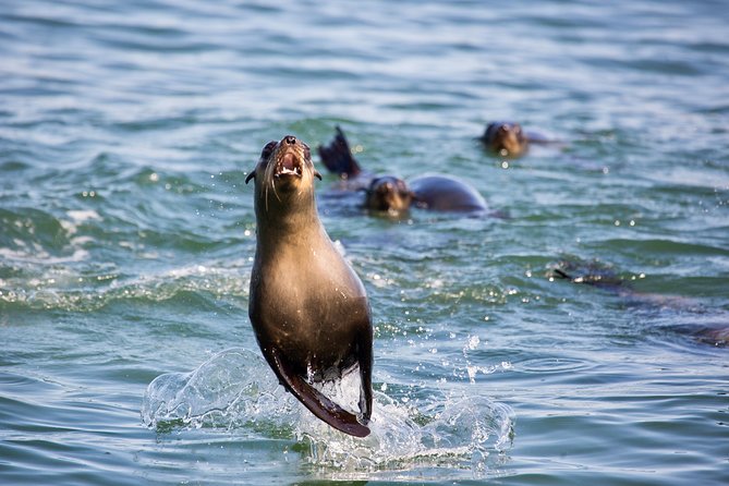 Marine Dolphin Seal Cruise - Frequently Asked Questions