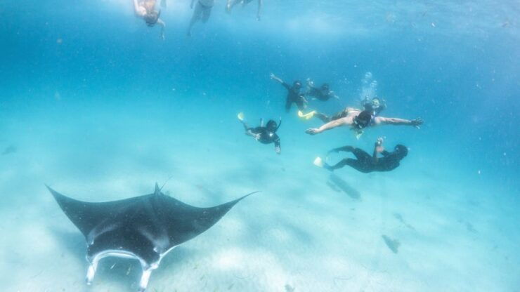 Marine Eco Safari - Swim With Manta Rays - Activity Details