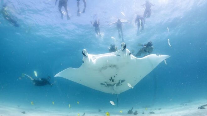 Marine Eco Safari - Swim With Manta Rays - Highlights