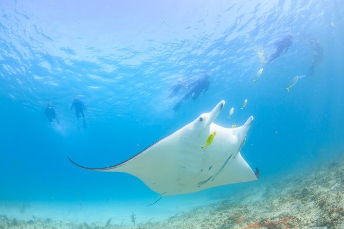 Marine Eco Safari - Swim With Manta Rays - Tour Overview