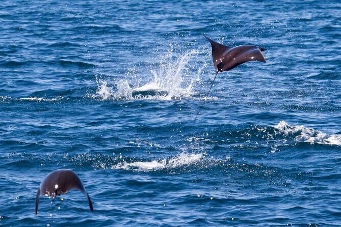 Marine Ecology Tour in La Paz Mexico - FAQs