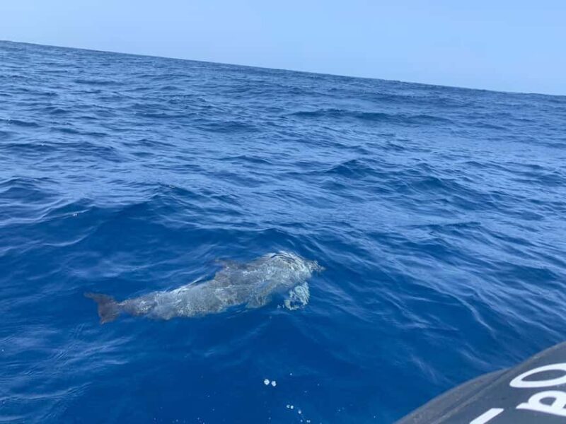 Marine EcoSafari: Whale Watching in a Luxury Zodiac with Hydrophone - A Closer Look at the Marine EcoSafari Experience  