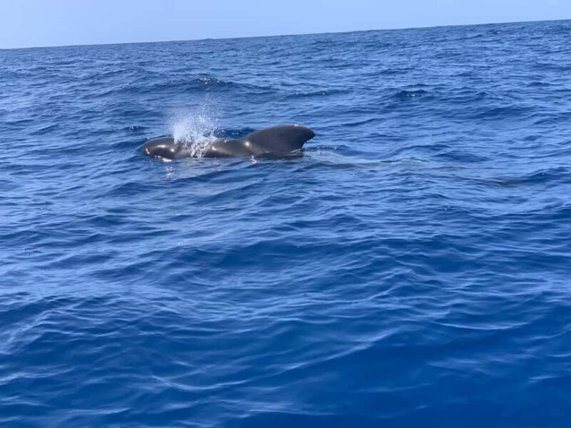 Marine EcoSafari: Whale Watching in a Luxury Zodiac with Hydrophone - The Value of This Experience  