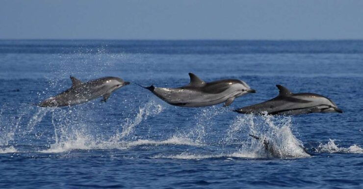 Marine Marvels Expedition: Whale and Dolphin Encounter" - Activity Details and Options