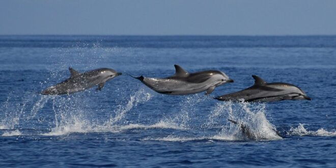 Marine Marvels Expedition: Whale and Dolphin Encounter" - Full Description