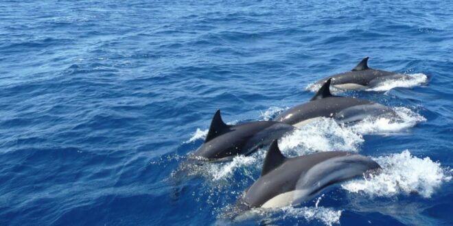 Marine Marvels Expedition: Whale and Dolphin Encounter" - Directions