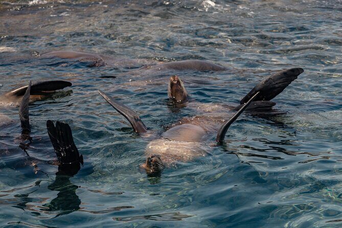 Marine Safari in La Ventana - Who Will Love This Tour?