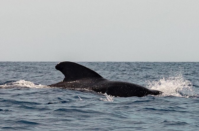 Marine Safari in La Ventana - The Sum Up