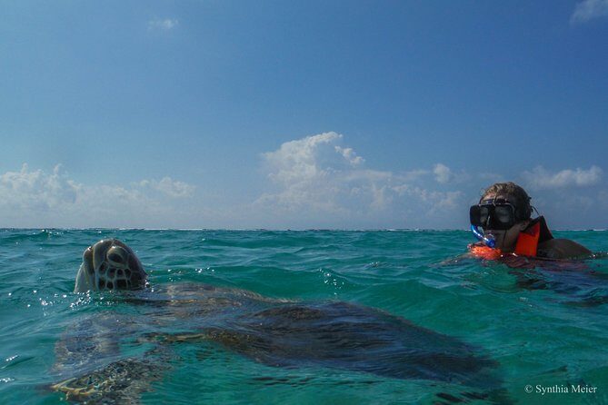Marine Turtle Snorkeling Private Tour - Good To Know