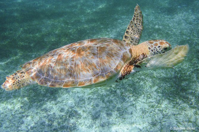 Marine Turtle Snorkeling Private Tour - Final thoughts: Is this tour right for you?