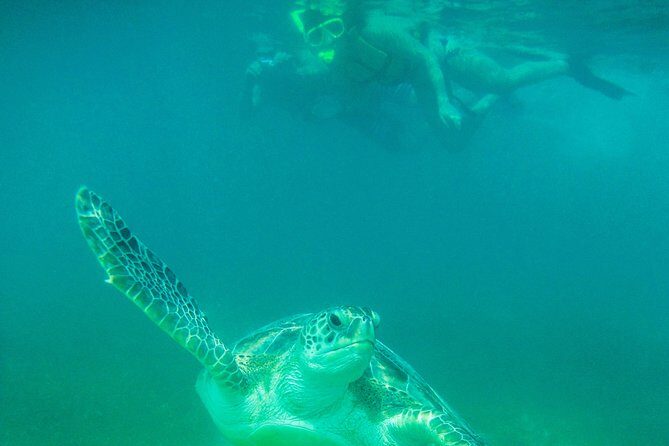 Marine Turtle Snorkeling Private Tour - Frequently Asked Questions