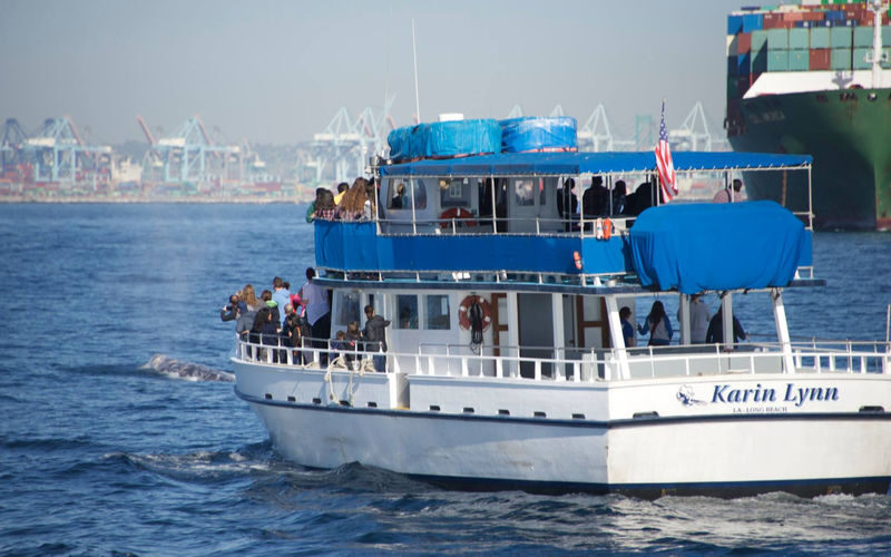 Marine Wildlife Adventure Whale & Dolphin Watching from Long Beach - Key points to know before you go