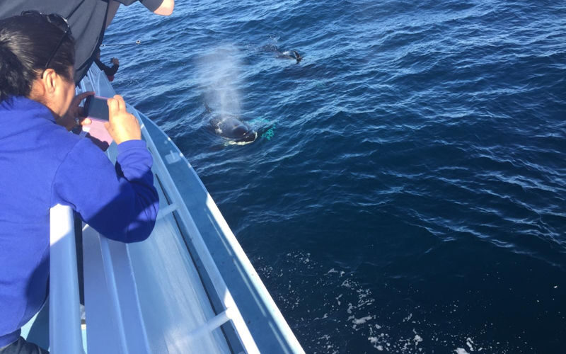 Marine Wildlife Adventure Whale & Dolphin Watching from Long Beach - Searching the Pacific from Long Beach