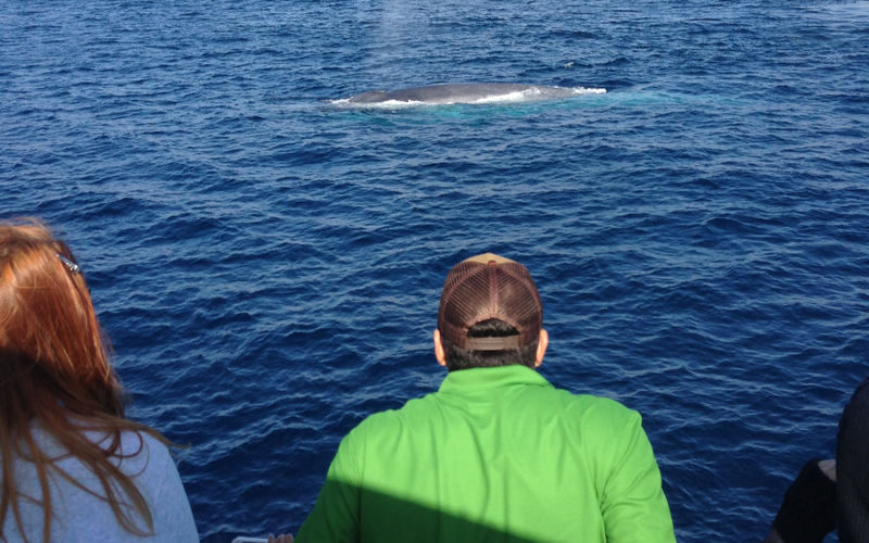 Marine Wildlife Adventure Whale & Dolphin Watching from Long Beach - The boat, the wait, and the view